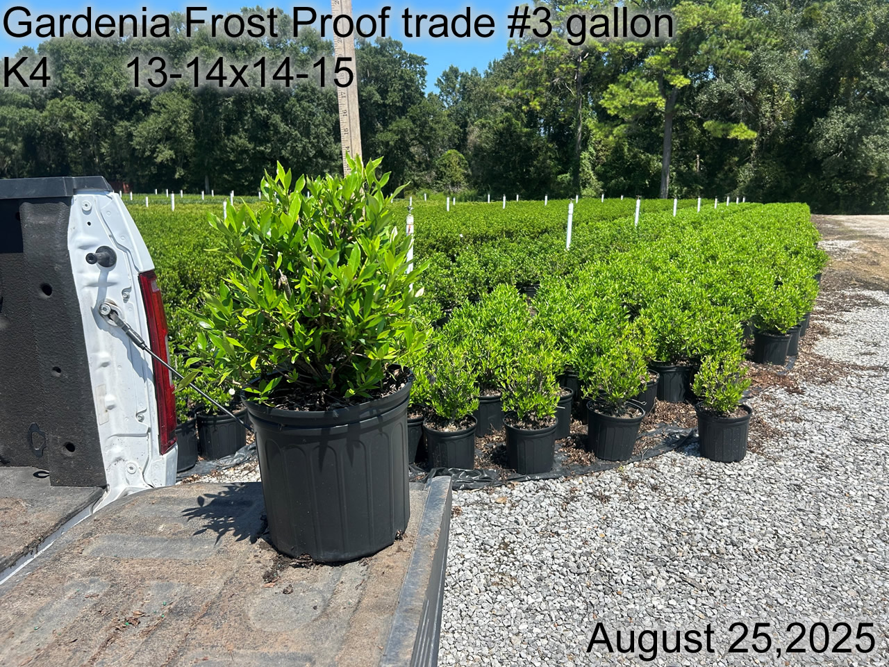 gallery/gfp3t k4 aug25.jpg